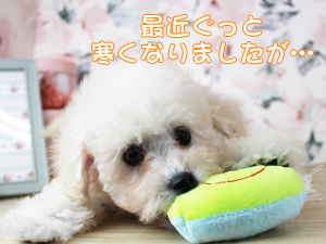 今日から１１月です！